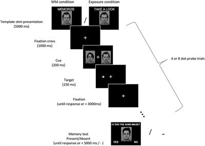 Attentional Prioritization of Complex, Naturalistic Stimuli Maintained in Working-Memory–A Dot-Probe Event-Related Potentials Study